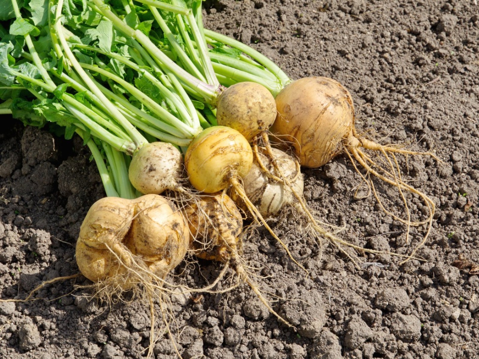 TURNIP ROOTS