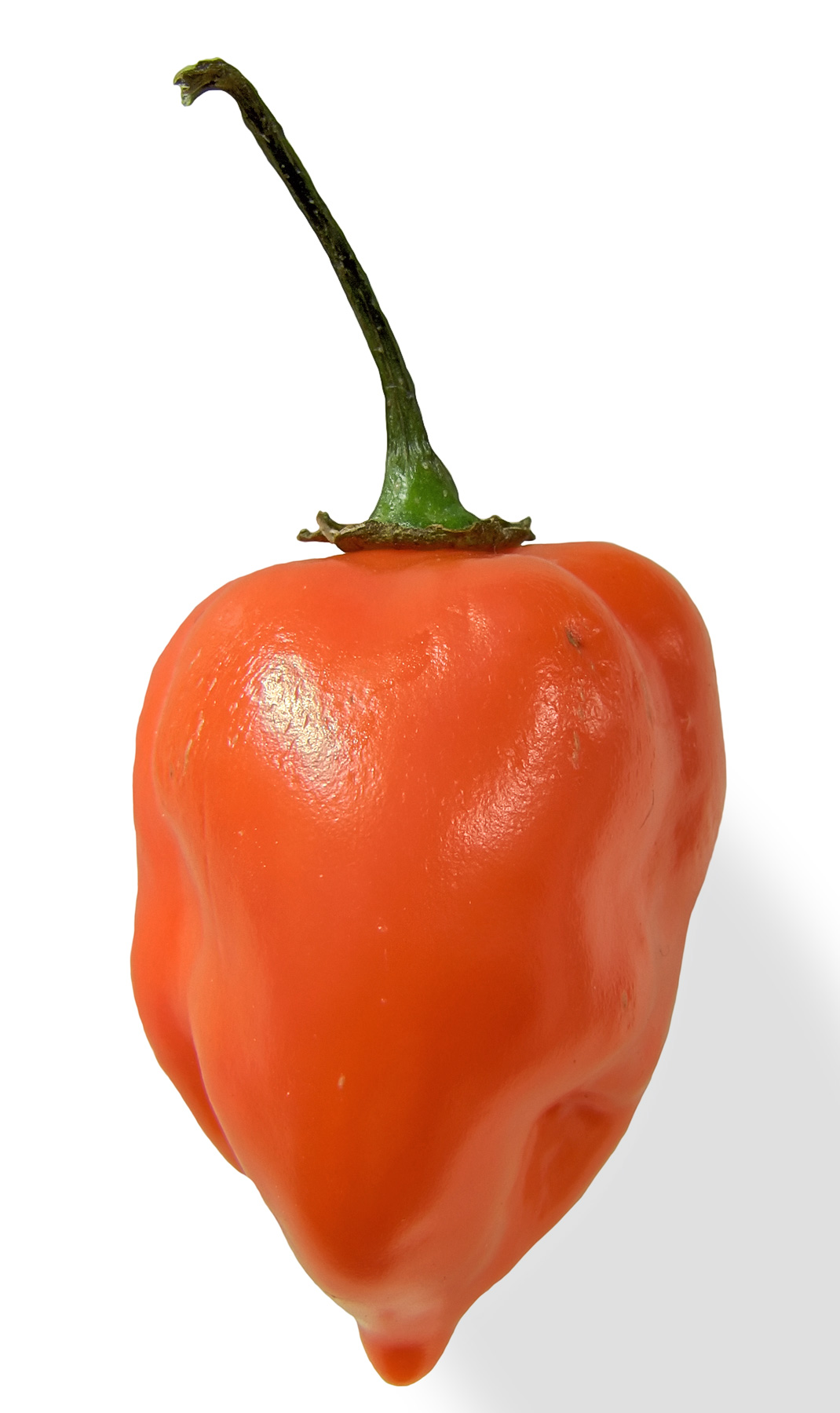 HABANERO PEPPER