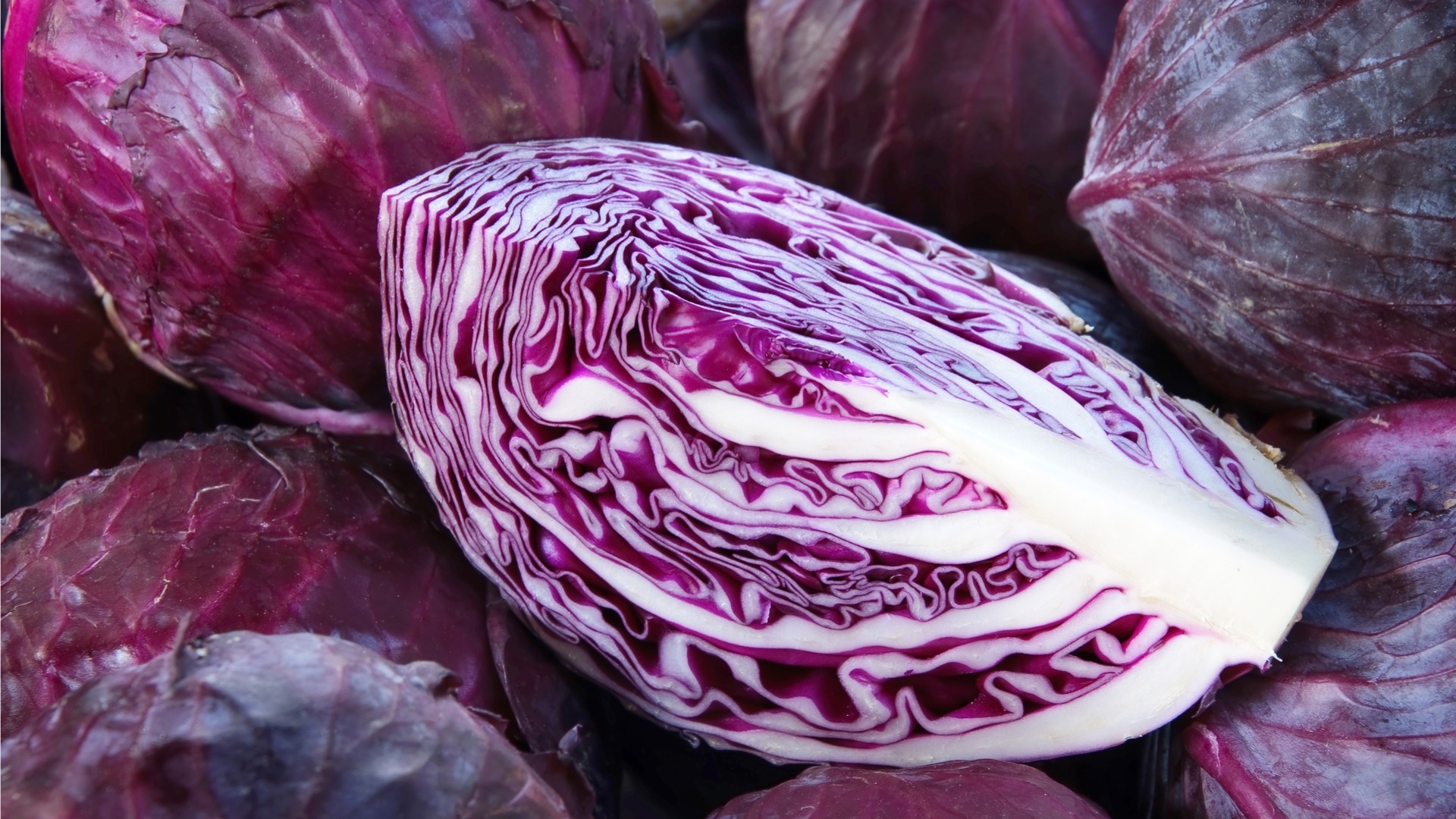 CABBAGE RED