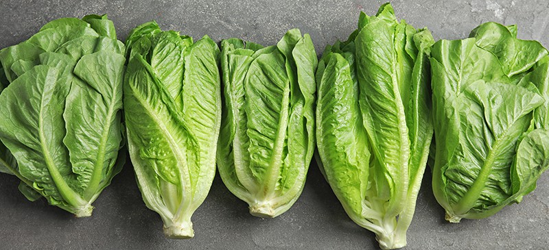 ROMAINE LETTUCE