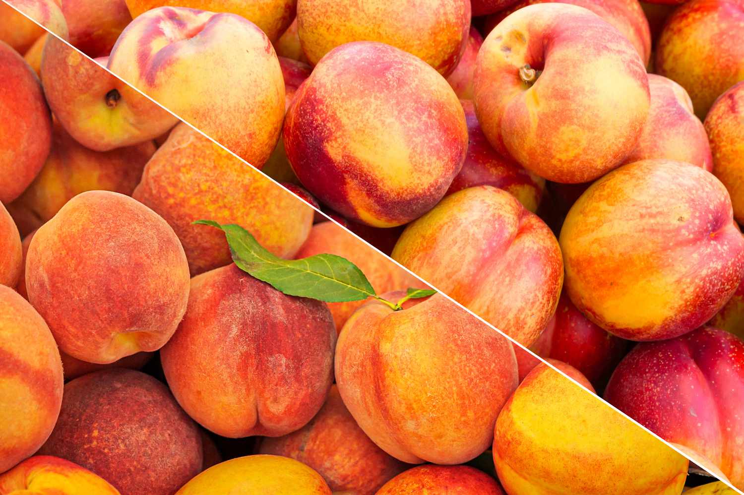 NECTARINE