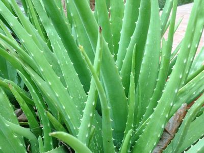 ALOE VERA