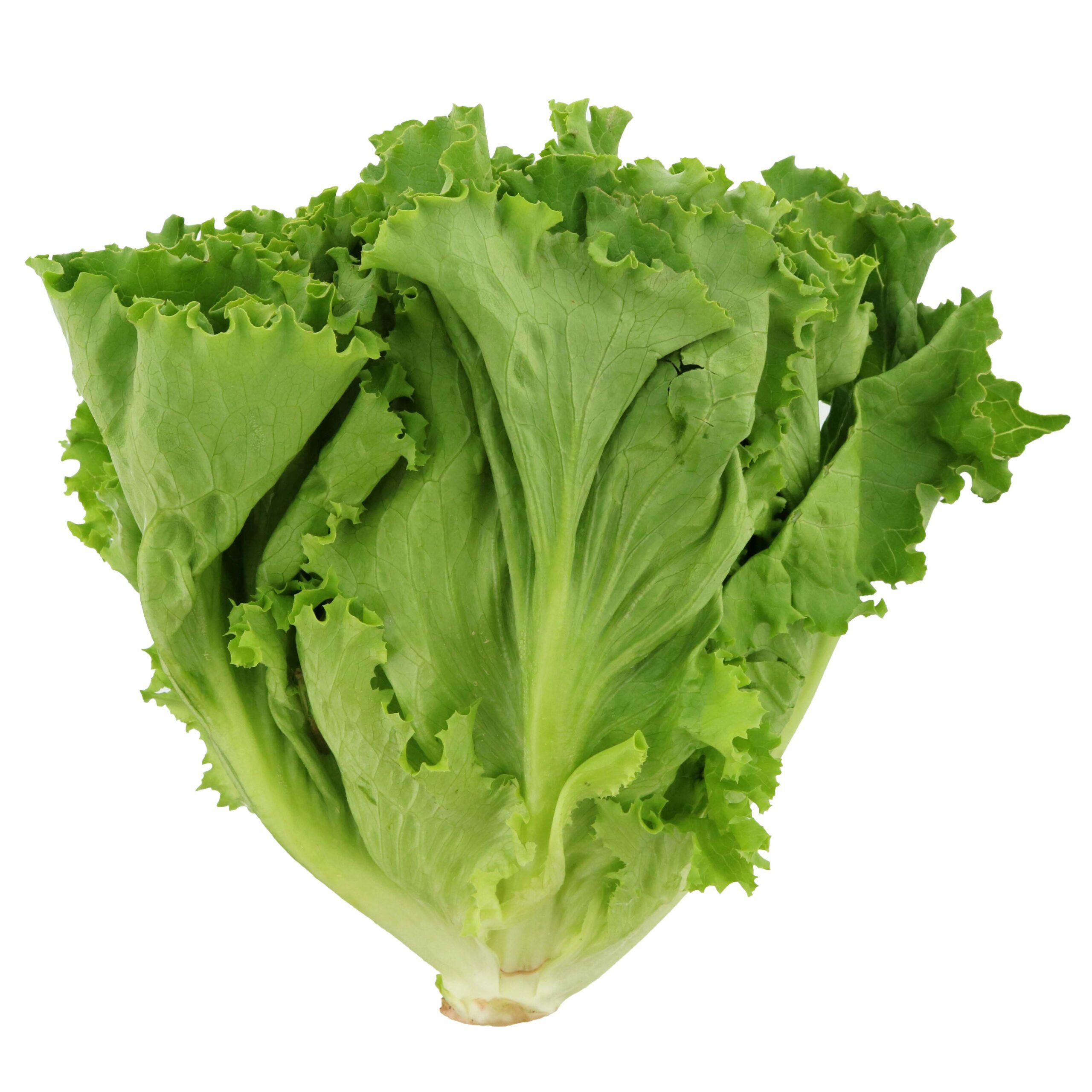 GREEN LEAF LETTUCE