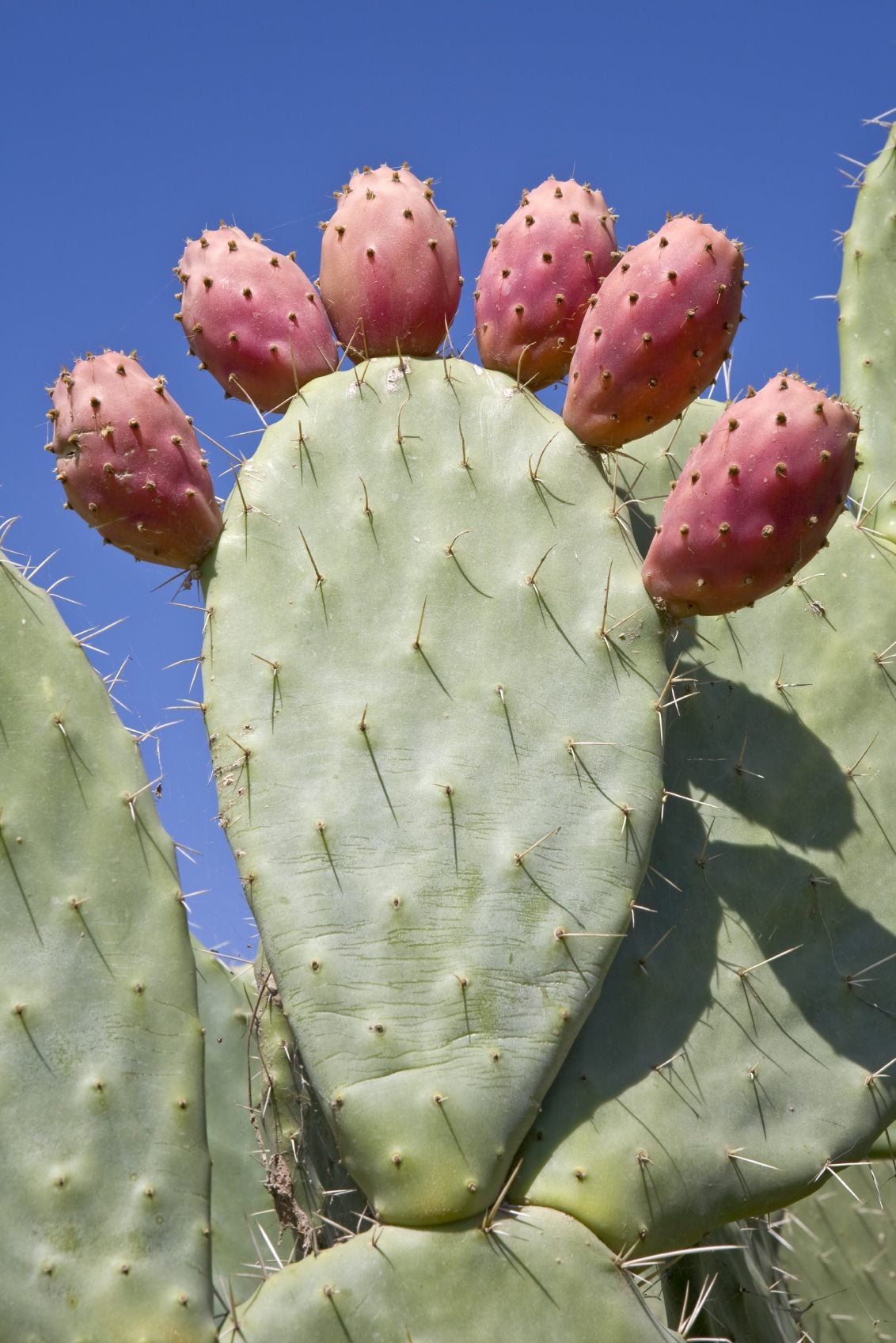 CACTUS FRUIT