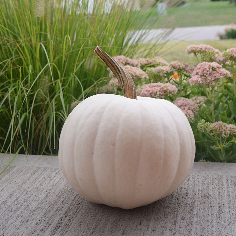 WHITE PUMPKIN