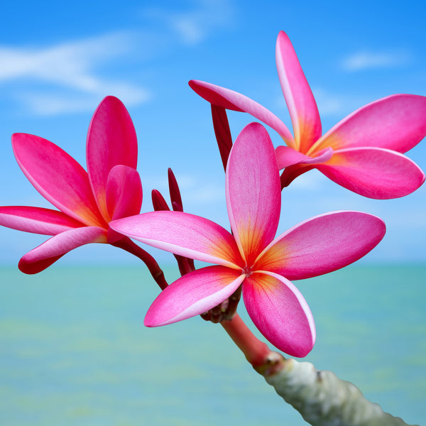 GENERAL WAX PLUMERIA CANDLE 1.35OZ
