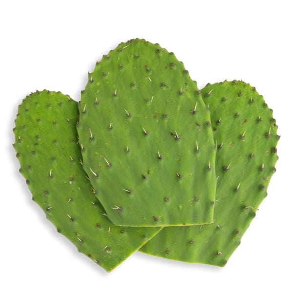 CACTUS LEAVES