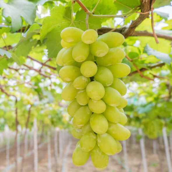 GRAPES GREEN