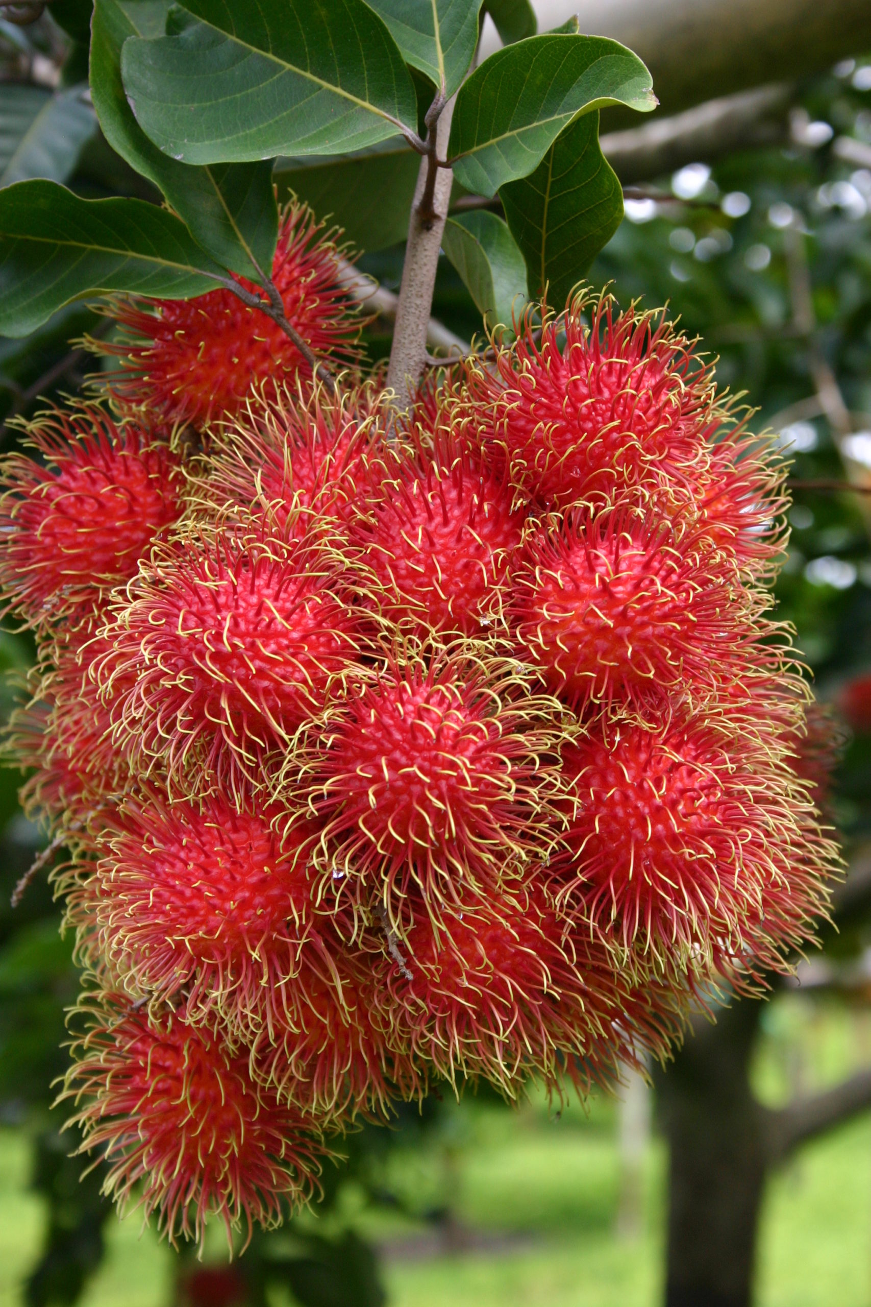 RAMBUTAN