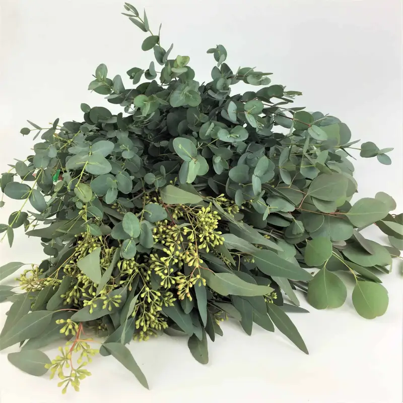 CHULADA EUCALYPTUS LEAVES 0.25OZ