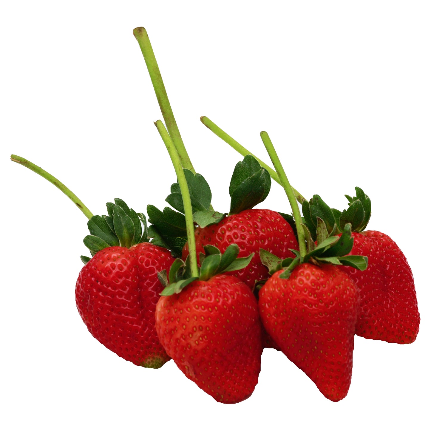 SEVEN SEAS STRAWBERRIES 16OZ