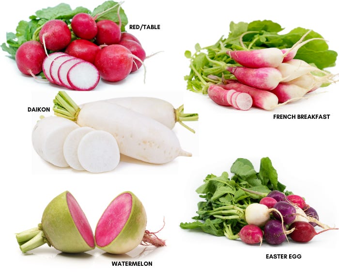 RADISH