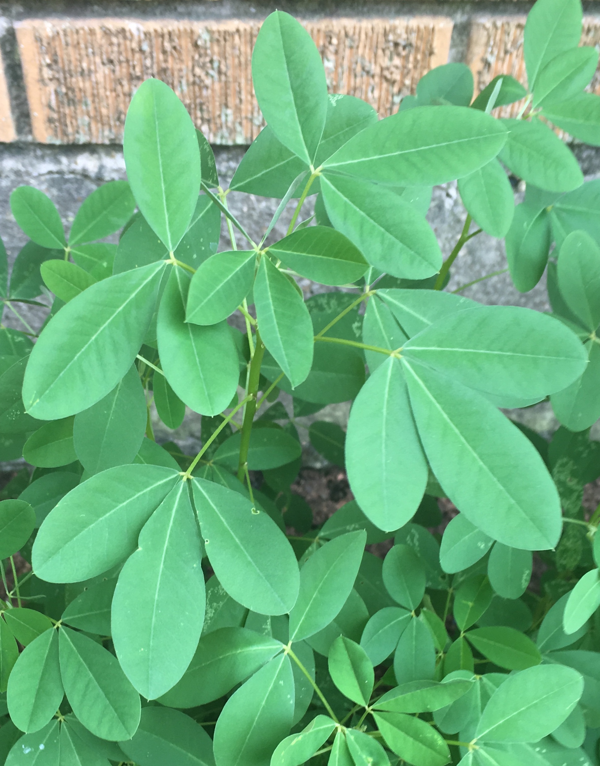 CHIPILIN LEAVES