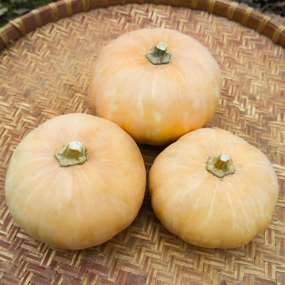 ROUND SQUASH