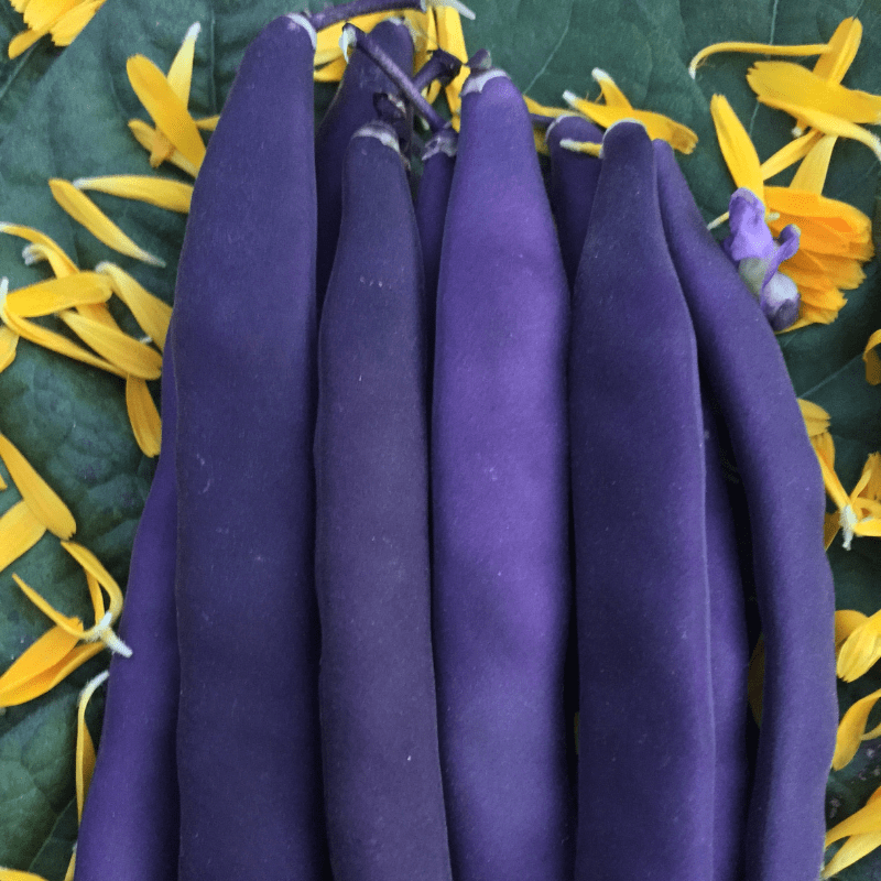 SEQUOIA FRENCH BEAN