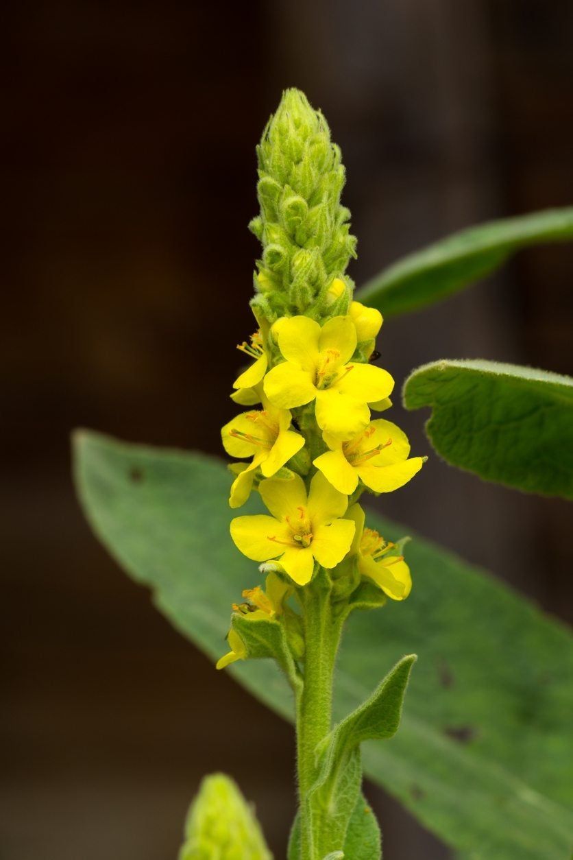 CHULADA MULLEN FLOWER