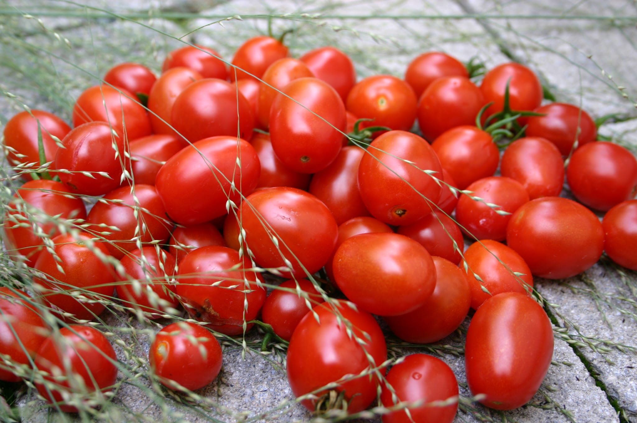 ALL DAY GRAPE TOMATO
