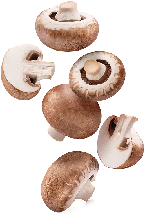 PREMIER BROWN MUSHROOM