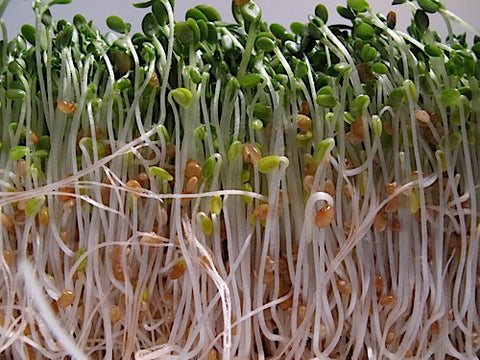 CLOVER SPROUT