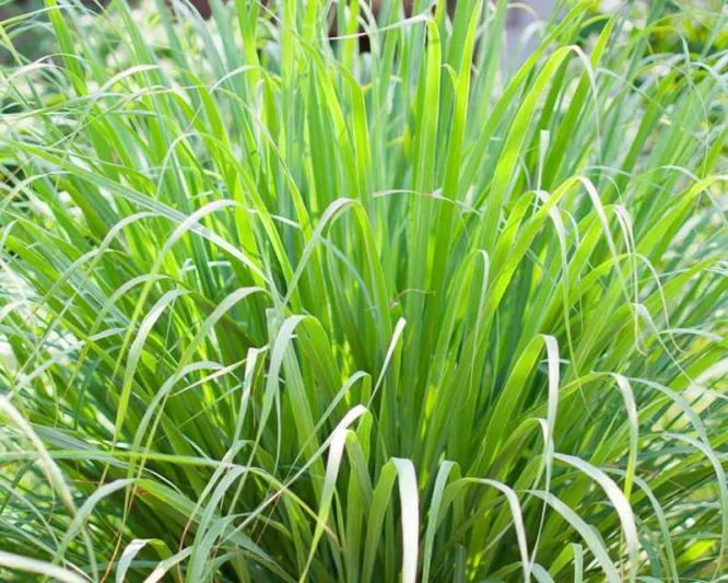 BAY AREA LEMON GRASS